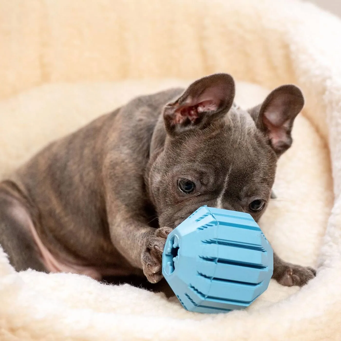 KONG Puppy Assorted Activity Ball