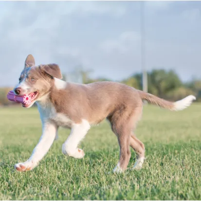 kong teething stick