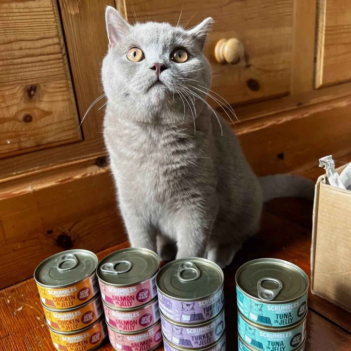 Meat And Fish Cat Food in Jelly Selection