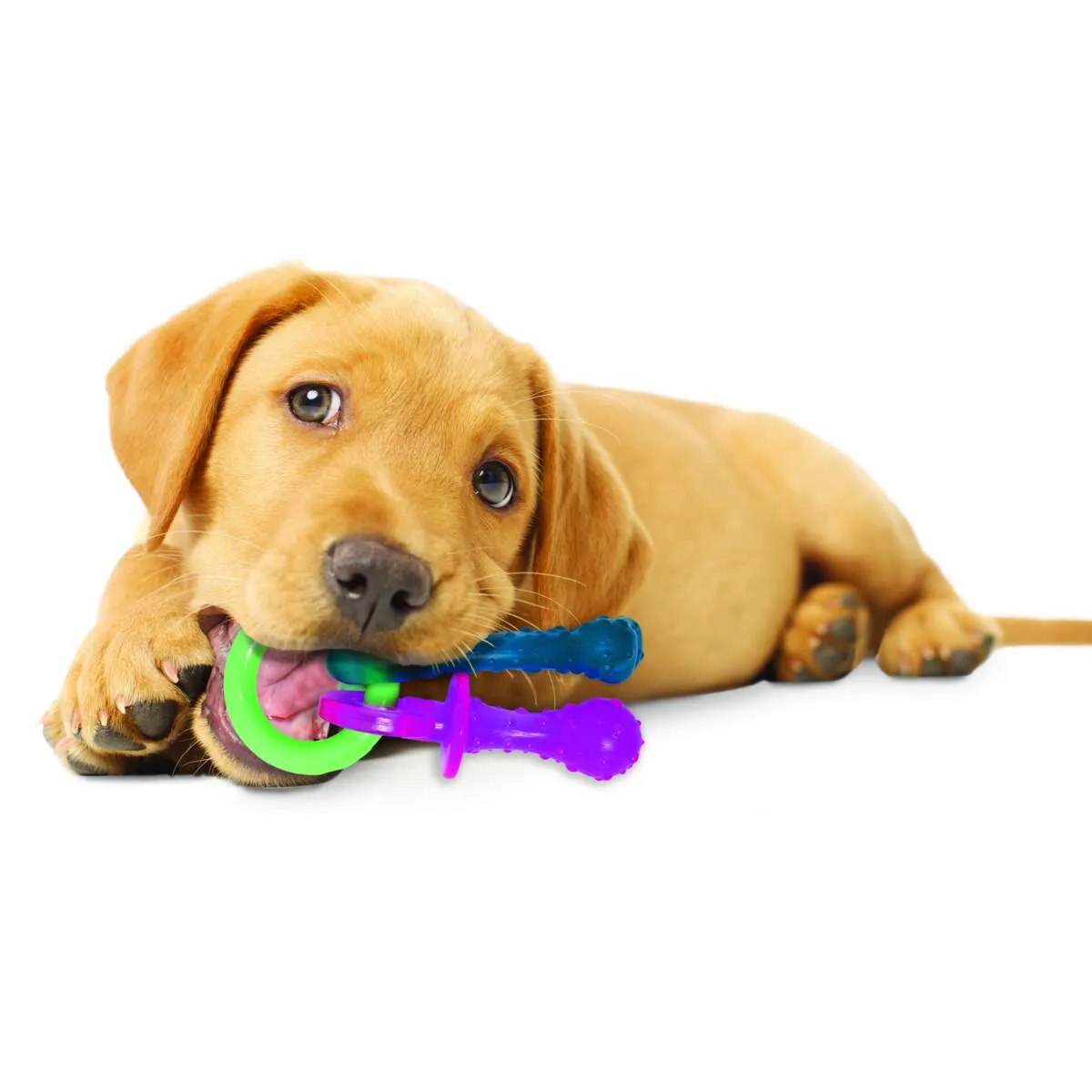 nylabone puppy chew teethig pacifier